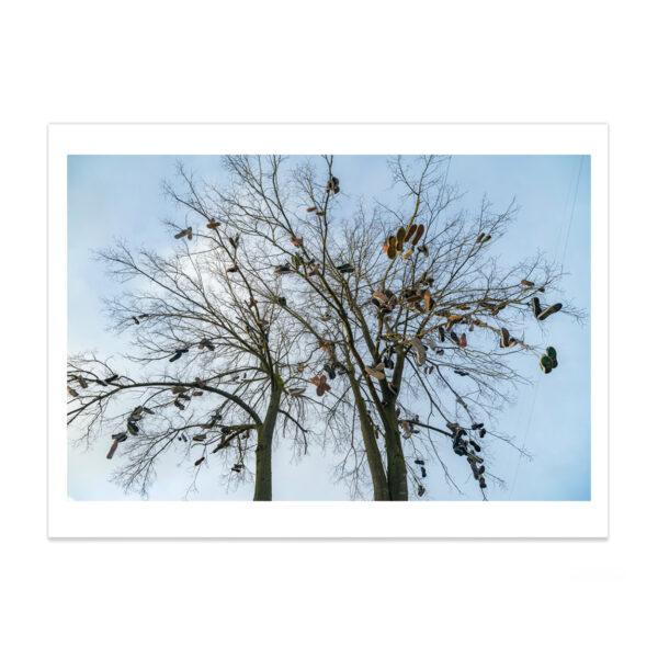 Skate shoe tree, skateboarding, photography, art, laisvamaniai
